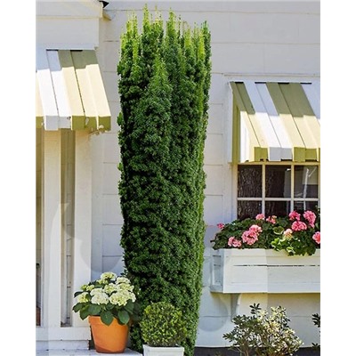 Саженцы Тис средний Хикси, арт.: 75004