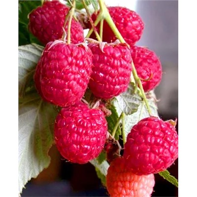 Саженцы Саженцы Малина Таганка, арт.: 69479