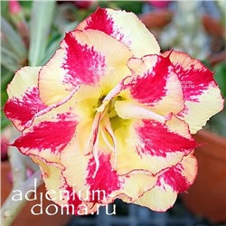 Adenium Obesum Double Flower NEW-128