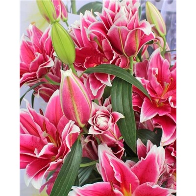 Луковицы Лилия восточная махровая Дабл Фэнтази, фасовка: 1 саженец, арт.: 74654