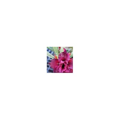 Adenium Obesum Double Flower NEW-139