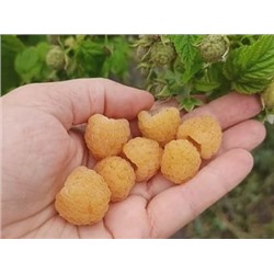 Малина Голден фрукт желтая (очень сладкая), ремонтантная