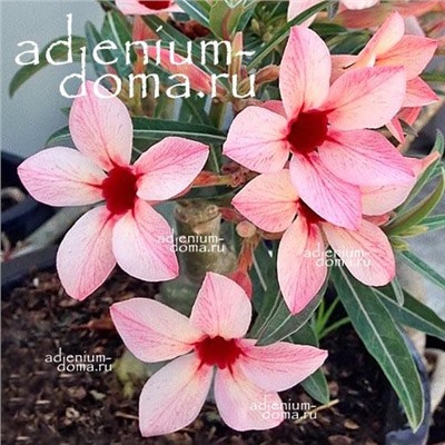 Adenium Obesum Desert Rose CANARY BIRD (VT)