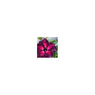 Adenium Obesum Double Flower TI TI (TIM TIM)