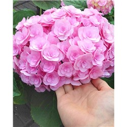 Саженцы Гортензия крупнолистная Дабл Пинк Лав, арт.: 74745