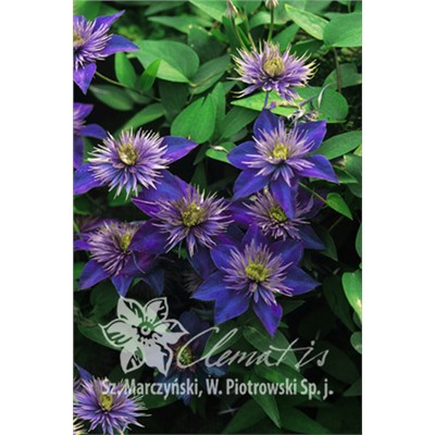 Клематис Multi Blue "Мульти Блю"