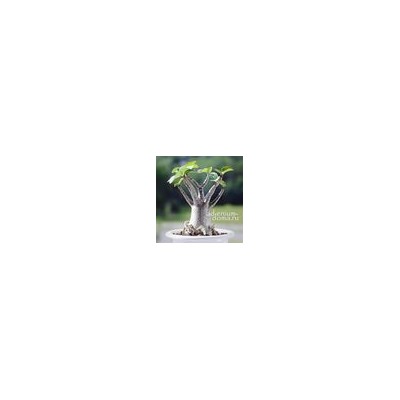 Adenium Arabicum BLACK DRAGON
