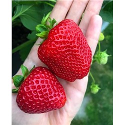 Саженцы Клубники (Земляники) садовой Кимберли, арт.: 11059