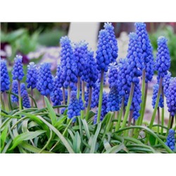 Мускари Latifolium "Латифолиум" 10шт