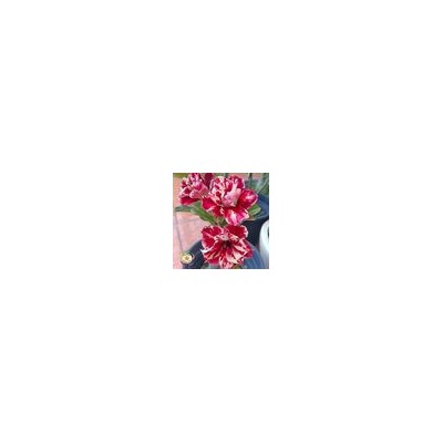 Adenium Obesum Double Flower EGG ROLL (mutation)