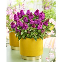 Саженцы Буддлея Литл Рокстарс Ред, арт.: 74757