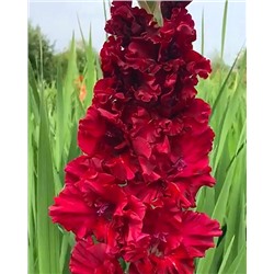 Луковицы Гладиолус Вельвет Расберри, арт.: 74638