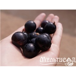 Смородина черная Сибирская