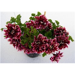 Пеларгония Quantock Double Dymond