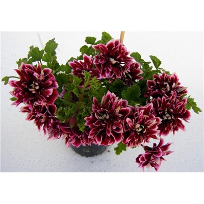 Пеларгония Quantock Double Dymond