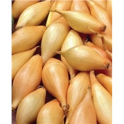 Лук семейный (шалот) Джермор, арт.: 73041