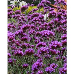 Саженцы Вербена бонарская (буэнос-айресская), арт.: 69815