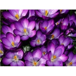 Крокус Barr's Purple "Барс Пурпл" 5шт