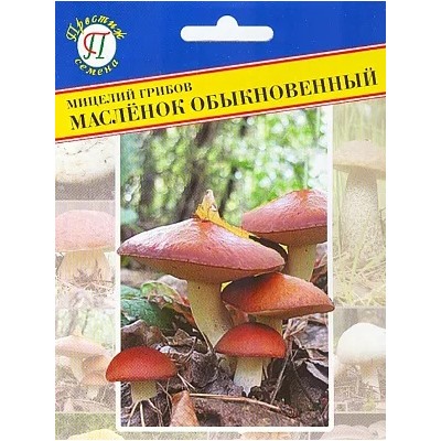 Мицелий грибов Маслёнок обыкновенный, арт.: 1337