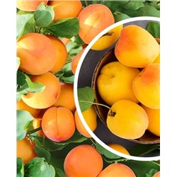 Саженцы Комплект абрикосов №2: Медовый, Триумф Северный, арт.: 69204