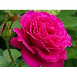 Vien Rose "Малиновый звон"