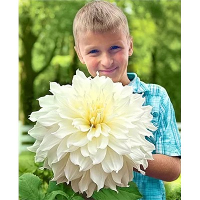 Клубни Георгин крупноцветковый Флерель, арт.: 69619