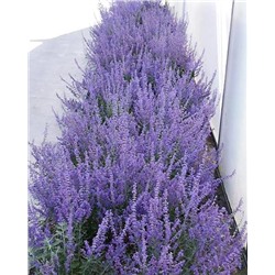 Саженцы Перовския лебедолистная Лэйси Блю, арт.: 74761