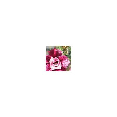 Adenium Obesum Double Flower NEW-129