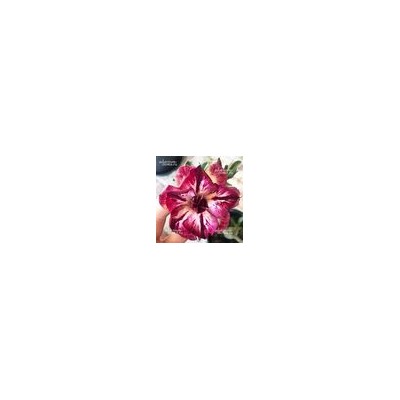 Adenium Obesum Double Flower KALEIDOSCOPE