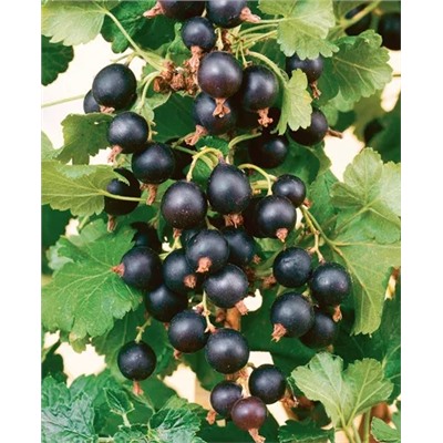 Саженцы Смородина черная Валовая, арт.: 142