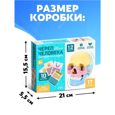 Набор для опытов «Череп человека», анатомическая модель