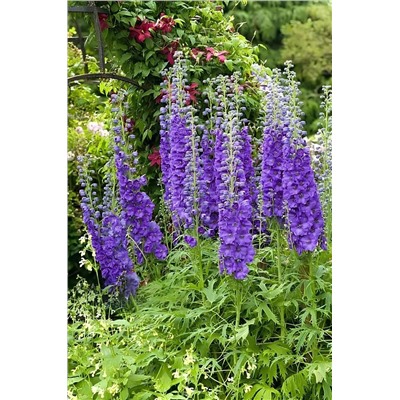Корни (саженцы) Дельфиниум Майти Атом, арт.: 75245
