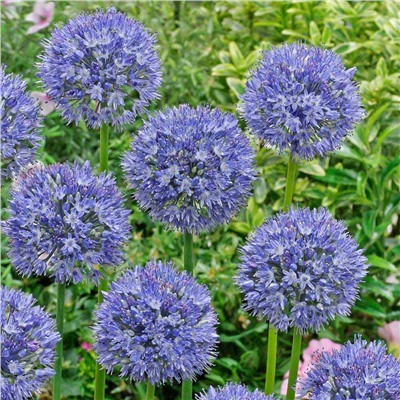 Allium Azureum "Лук декоративный Азуреум" 5шт
