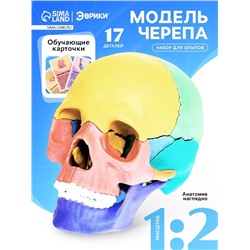 Набор для опытов «Череп человека», анатомическая модель