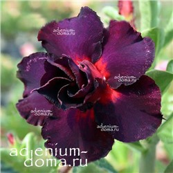Adenium Obesum Double Flower EXOTIC PURPLE