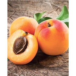 Саженцы Абрикос Оренбургский, арт.: 70279