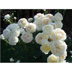 Роза плетистая Mon Jardin "Монд Жарден"