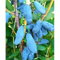 Саженцы Жимолость Мамонтёнок, арт.: 69043