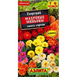 1253 Георгина Махровые миньоны, смесь сортов 7шт