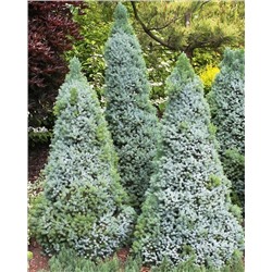 Саженцы Ель канадская Сандерс Блю, арт.: 74731