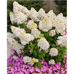 Саженцы Гортензия метельчатая Бобо, арт.: 8862