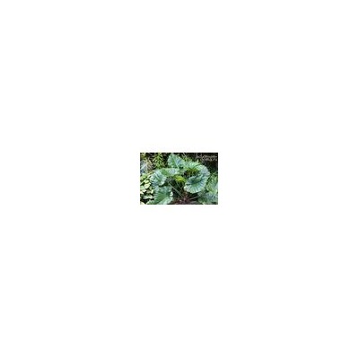 Значок Philodendron GIGANTEUM и КОТ (Филодендрон, Брошь)