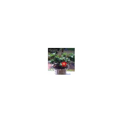 Adenium Obesum Desert Rose MINI SIZE RED (Мини, карликовый)