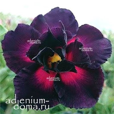 Adenium Obesum Double Flower BLACK RABBIT