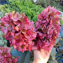 Саженцы Гортензия метельчатая Бонфайер, арт.: 75315