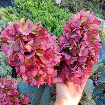 Саженцы Гортензия метельчатая Бонфайер, арт.: 75315