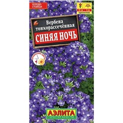 Вербена Синяя Ночь