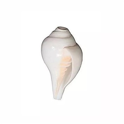 Вамварти Баджневала: морская раковина, Blowing Shankh (Vamvarti Bajnewala), произв. Kalyan Puja