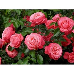 Роза плетистая Rosanna "Розанна"