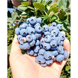 Саженцы Голубика Нортланд, арт.: 69040